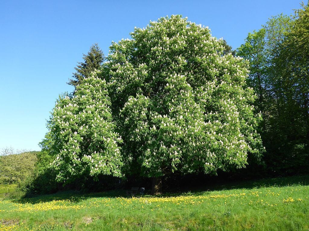 Kastanie Baum